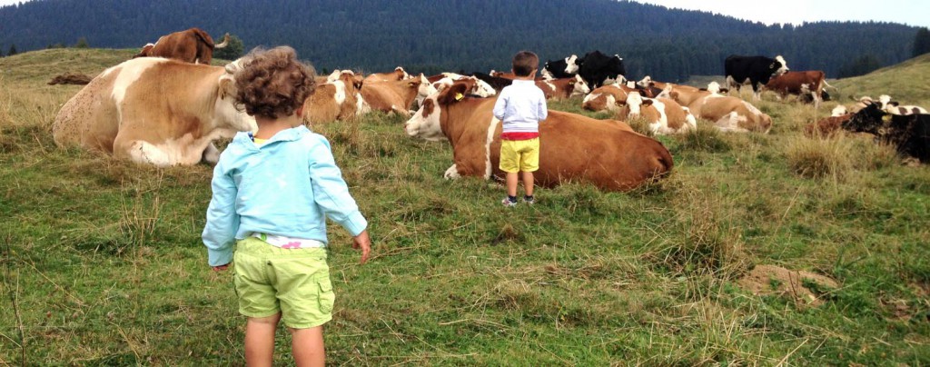 mucche-con-bambini-valsugana